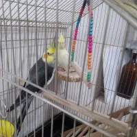 عروس هلندی نر یک ساله و ماده هشت ماهه با قفس