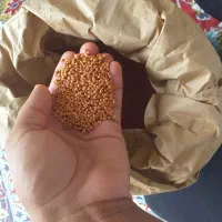 بذر اسفناج خارجی