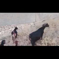 بز نژدی|حیوانات مزرعه|چیتاب, |دیوار