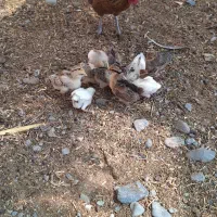 مرغ لری باجوجه