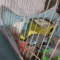 مرغ عشق نروماده