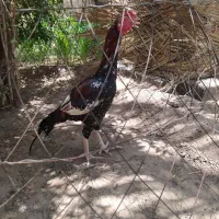 فروشی