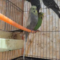 مرغ عشق انگلیسی گرید2aجفت