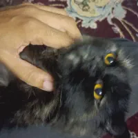 گربه|گربه|زاهدان, |دیوار