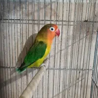 طوطی برزیلی ماده جوجه سرلاکی فنچ مرغ عشق