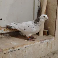 کبوتر رنگه و آلمانی پرشی