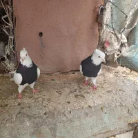 طوقی|پرنده|شیراز, شهرک صنعتی شیراز|دیوار