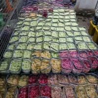 گل رز عمده