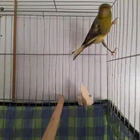قناری نر شلاقی