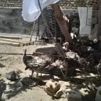 جوجه  بوغلمون ۳ ماهه