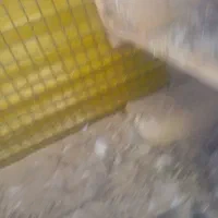 کبوتر کله سرخ دمسبزباجوجش بدون ی خال غلط