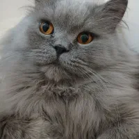 گربه پرشین اسکاتیش