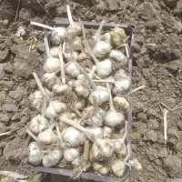 سیر