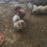 تخم مرغ نطفه دار کوشین پانتام