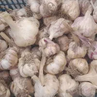 فروش سیر محلی