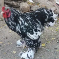 خروس برهما بلک متلد