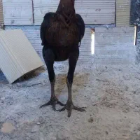 جوجه لاری وبرهما خروس مرغ