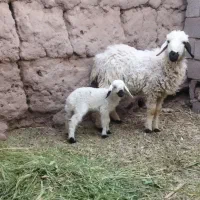میش