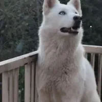 سگ گمشده هاسکی مژدگانی ۲۰ میلیون