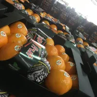 کارتن پلاست مخصوص سیب و مرکبات و انواع بسته بندی