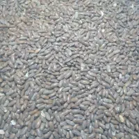 بذر لوبیا سبز سمین