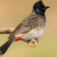 سهره قناری