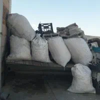 کودحیوانی کبوتر