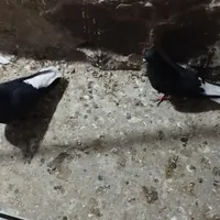 کبوتر زاغ دم سفید