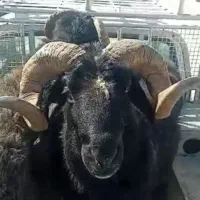 یه جفت قوچ سیاه شاخی