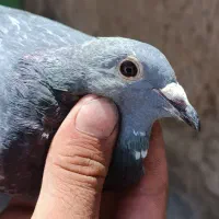 ماده اردن خالص