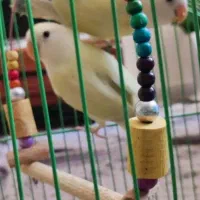 طوطی برزیلی نرو‌ماده