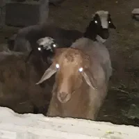 بره نر فروشی