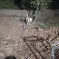 ماده خراسانی