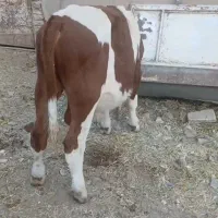 گوساله