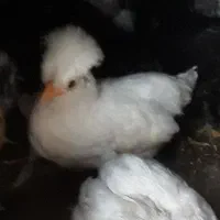 جوجه های سلطان پاپری خوشگل واکسن زده