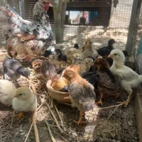 جوجه گلین اصل 25روزه