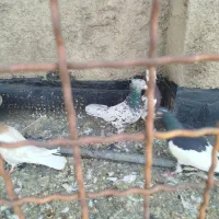 سرور کاکلی کفتر بوم خیلی قلدور