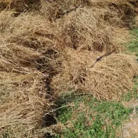 یونجه چین اول