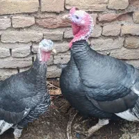 بوقلمون محلی