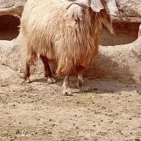 بزغاله چاق فوری