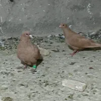نر ماده زرد دمسفید