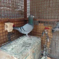 مسافتی|پرنده|نرماشیر, |دیوار