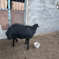 قوچ افشار قره قزل