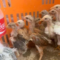 تعدادی محدود جوجه ۳۵ روزه (نیمچه) و ۲۰ روزه دورگ