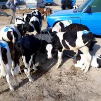 فروش گوساله در انواع نژاد