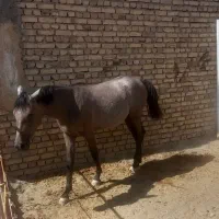 اسب مادیان