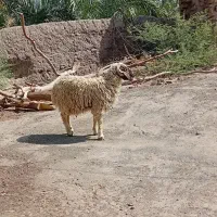 بر نره
