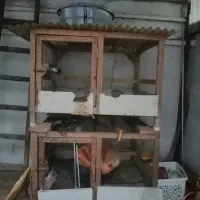 قفس مرغ و خروس