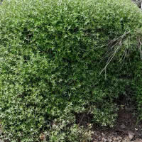 آویشن خیلی خوب