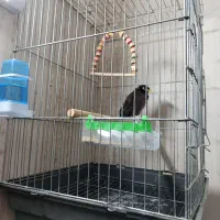 مرغ مینا سخنگو